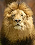 MIDDAY MEDITATION RADIO